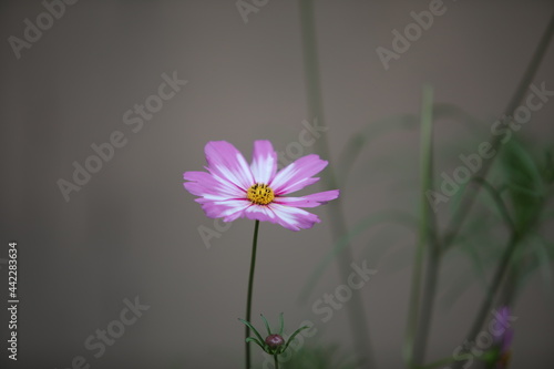 장미꽃과 접시꽃, 바위취