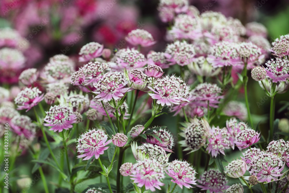 Astrantia masterwort 'buckland' in bloom Astrantia masterwort 'buckland' in bloom