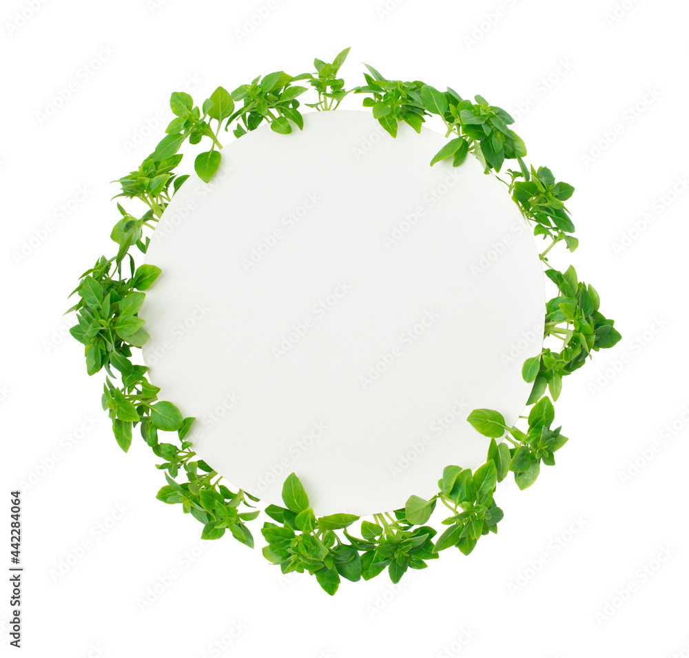 Fototapeta premium Fresh basil leaves around round paper with copy-space isolated.