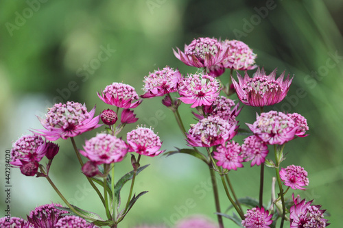 Astrantia masterwort major 'Roma' in bloom photo