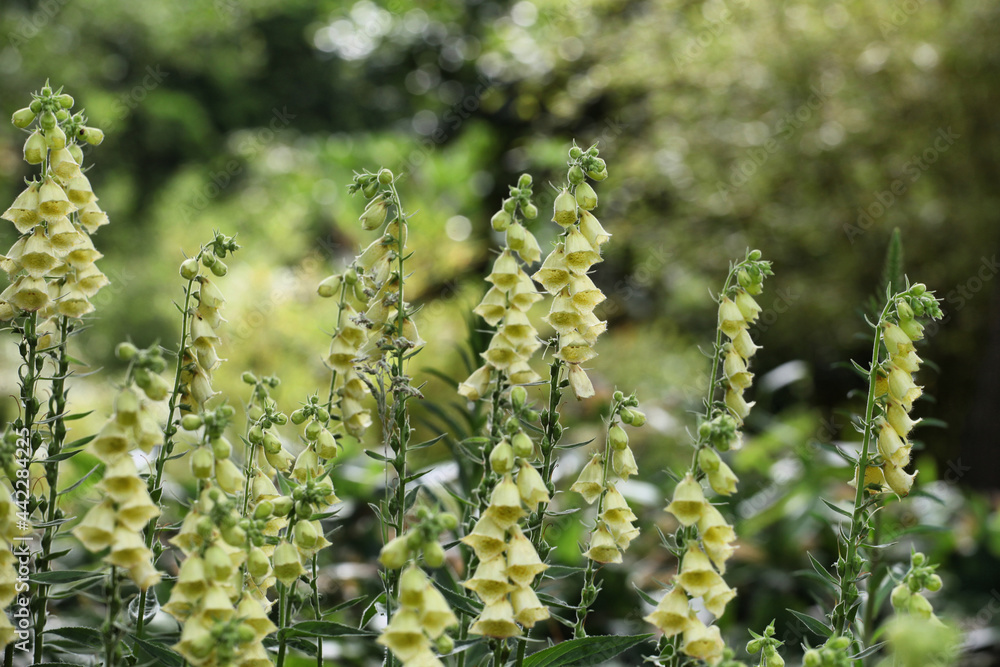 T he rusty foxglove, digitalis ferruginea, in flower T he rusty foxglove, digitalis ferruginea, in flower