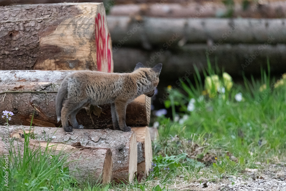 Naklejka premium Renardeaux en famille Suisse 2021