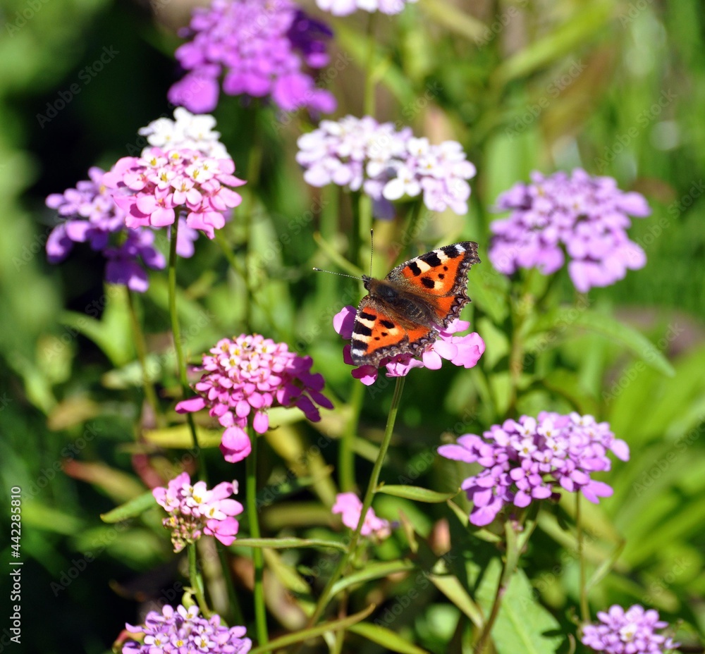 Naklejka premium Kleiner Fuchs