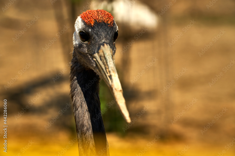Fototapeta premium A black stork stands in nature. Close-up shot. Wild Japanese bird with a red head.