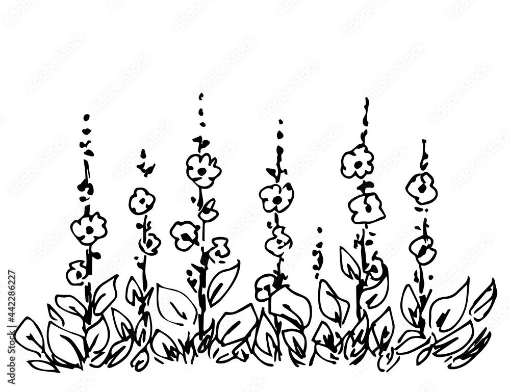 Simple hand-drawn vector drawing in black outline. Tall stems of mallow flowers, garden plants, flowering bed. Ink sketch in engraving style.