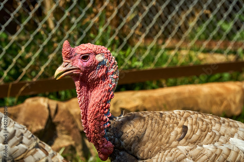 The turkey is in nature. Close-up shot. Poultry with a red head.