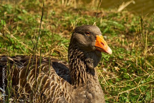 A huge black duck with an orange beak stands in nature. Close-up shot. Poultry on the street.