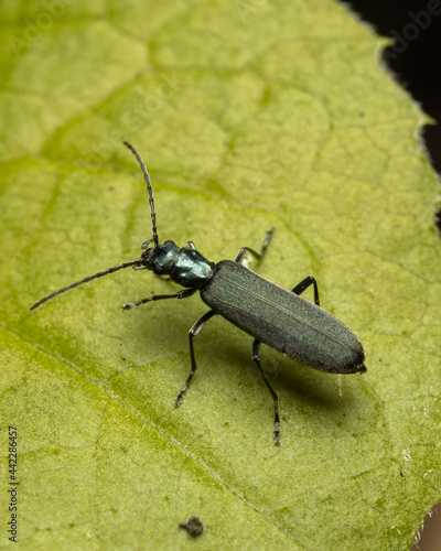 Macro shots, beautiful nature. Close-up of a beautiful bug on a green background