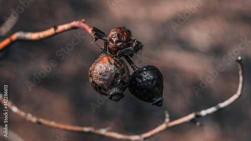 Macro shots, beautiful nature. Close-up of a beautiful dried berry
