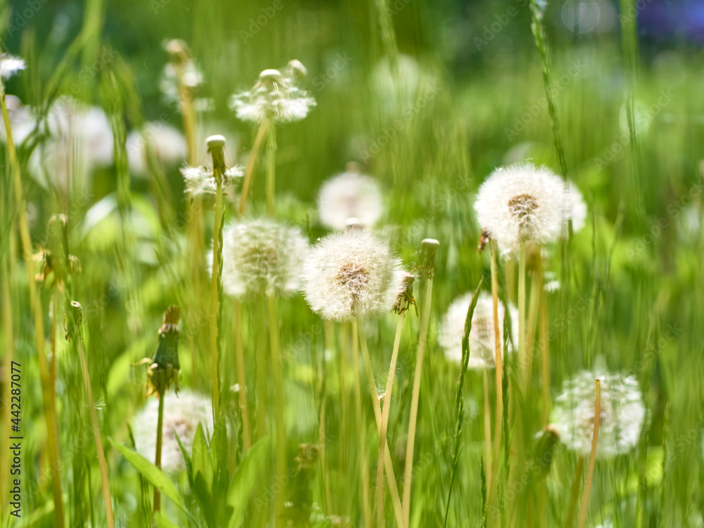 White fluffy dandelions in bloom. White fluffy dandelions in bloom.