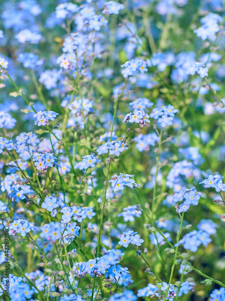Blue forget me not flowers blooming. Blue forget me not flowers blooming.
