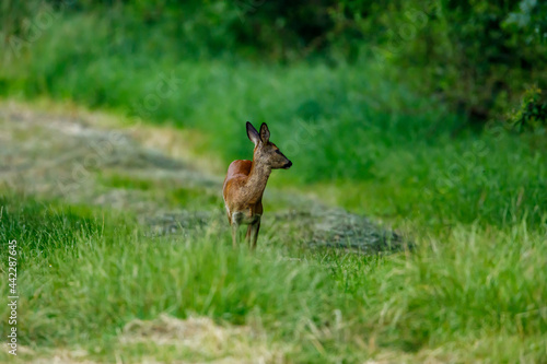 Fototapeta Naklejka Na Ścianę i Meble -  A female deer in the wildlife	