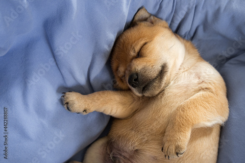Newborn puppy dreaming on blue blanket