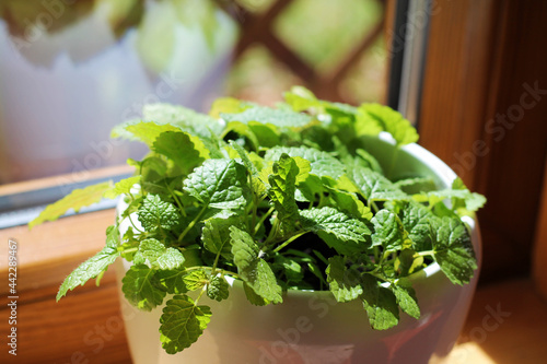 Melissa officinalis or lemon mint herb growing in pot on a window sill in a house.
