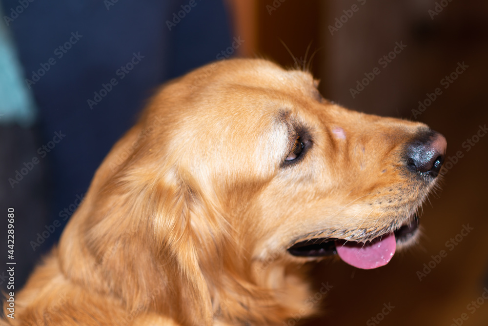 Golden retriever dog mouth open sitting on the floor at home and looking at the camera.golden labrador portrait.Closeup.