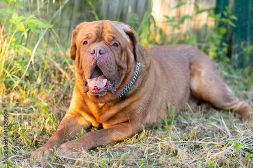 portrait of dog. brown adult dogue de bordeaux on the grass. allergies, dermatitis, spot on the skin of animal.