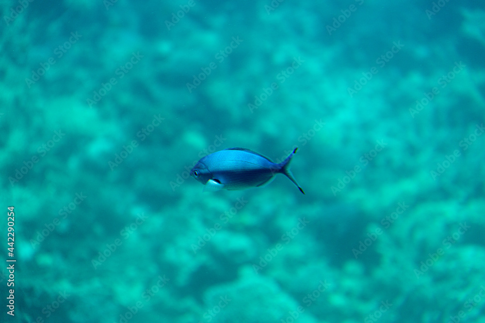 Underwater view of swimming fish, corals and algae