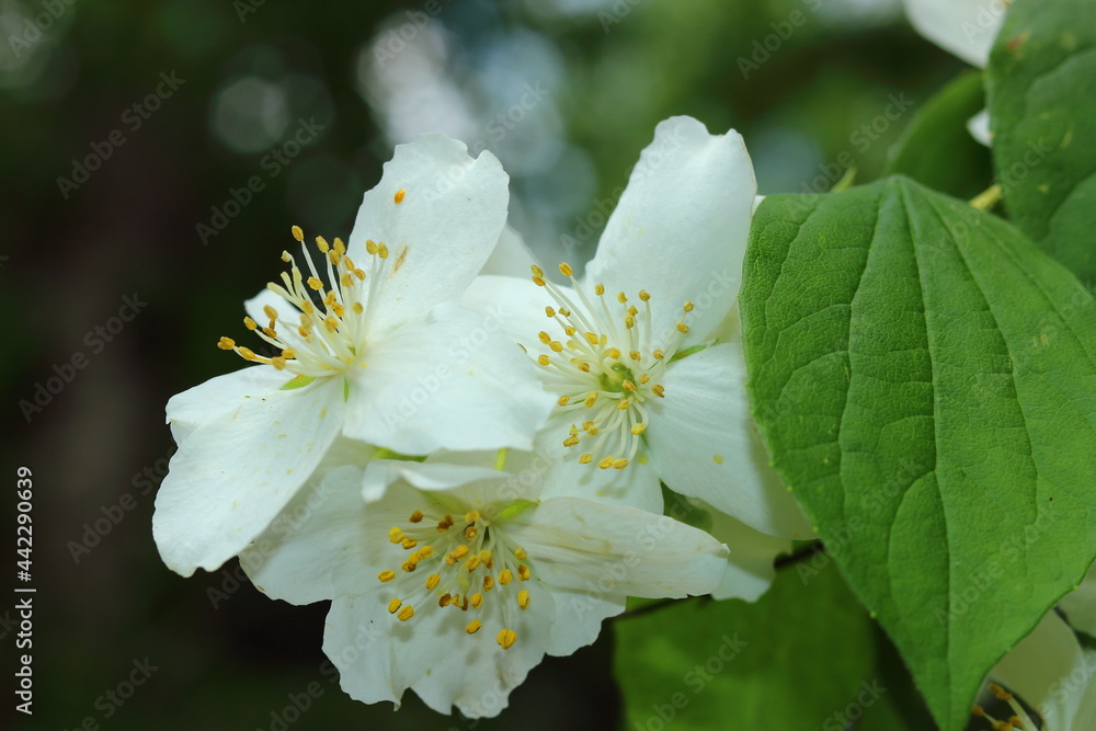 White flowers on a blooming tree in the summer sun. White flowers on a blooming tree in the summer sun.