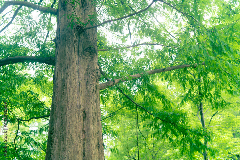 Naklejka premium tree in the forest
