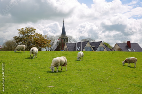 Sheep grazing alongside dike in Makkum, Friesland, Netherlands, with traditional houses in the background