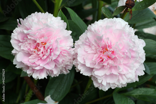 Εκτύπωση καμβά Paeonia lactiflora 'Sarah Bernhardt' in flower