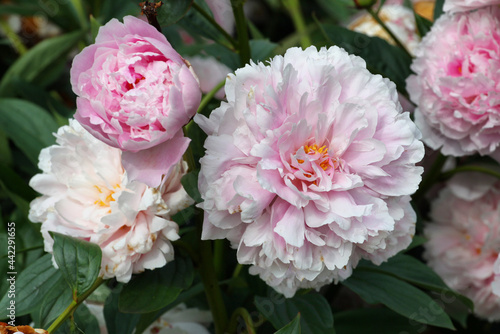 Foto Paeonia lactiflora 'Sarah Bernhardt' in flower