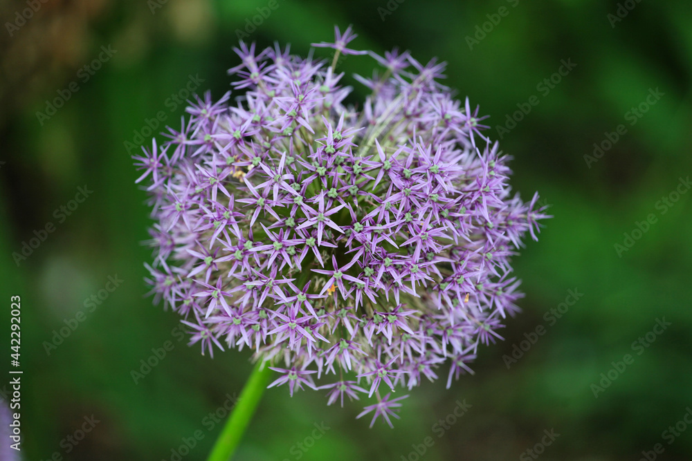 Purple allium 'globe master' in flower Purple allium 'globe master' in flower