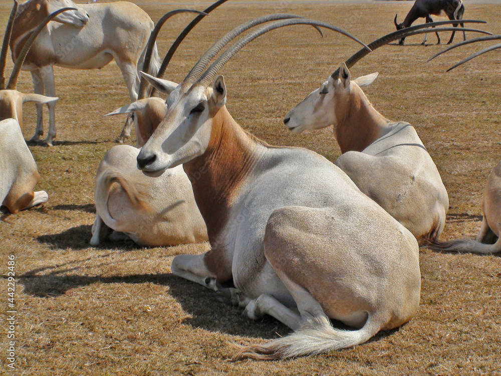 Obraz premium Oryx algazelle