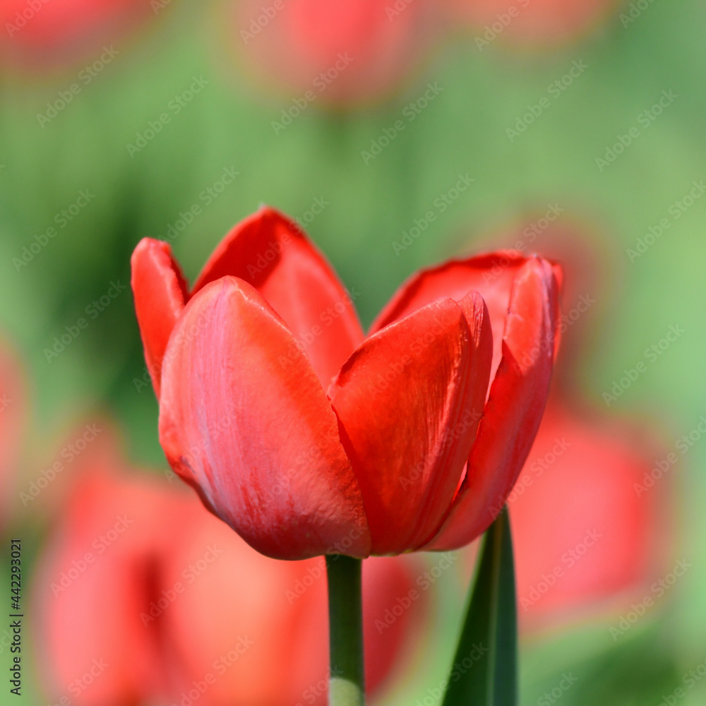 A red tulip on a blurry background. Spring time. May. Gardening and flower breeding, horticulture. Copyspace for the text. A red tulip on a blurry background. Spring time. May. Gardening and flower breeding, horticulture. Copyspace for the text.