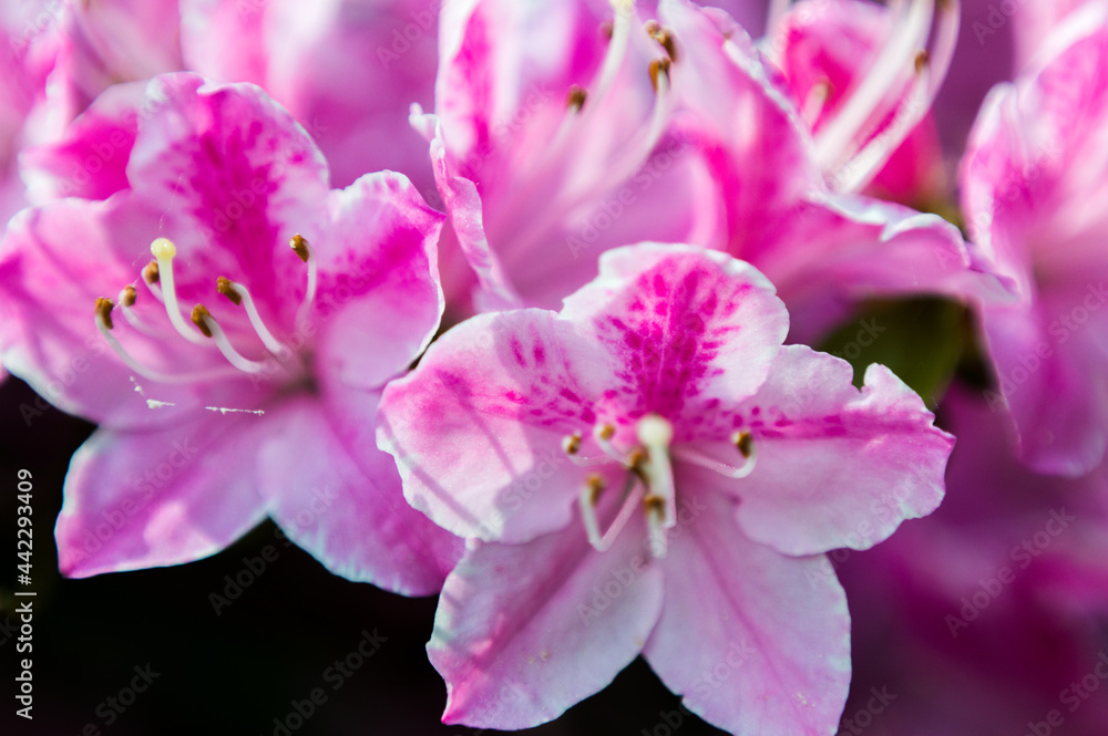 Pink flowers with black background, fresh from the home garden Pink flowers with black background, fresh from the home garden