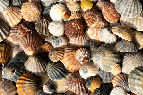 Summer background pattern from seashells. Shell close-up. Ocean coast. Seashells background.