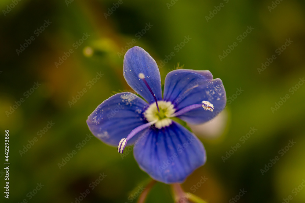 Veronica agrestis flowers in the garden Veronica agrestis flowers in the garden