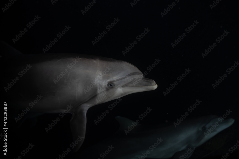 Fototapeta premium Dolphin swimming in the Red Sea, Eilat Israel 