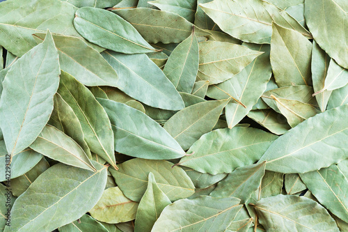 Canvastavla Green dried bay leaves or laurel background