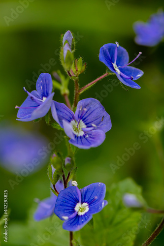 Veronica agrestis flowers growing in the garden  close up