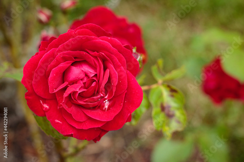 Garden red rose with some raindrops on leaves and petals. Garden roses. hybrid roses. ornamental plants. Tea-scented Chinas. tea rose. Rose blooming. 