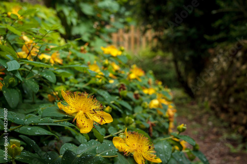 Obraz na płótnie Hypericum perforatum, known as perforate St John's-wort with some bees