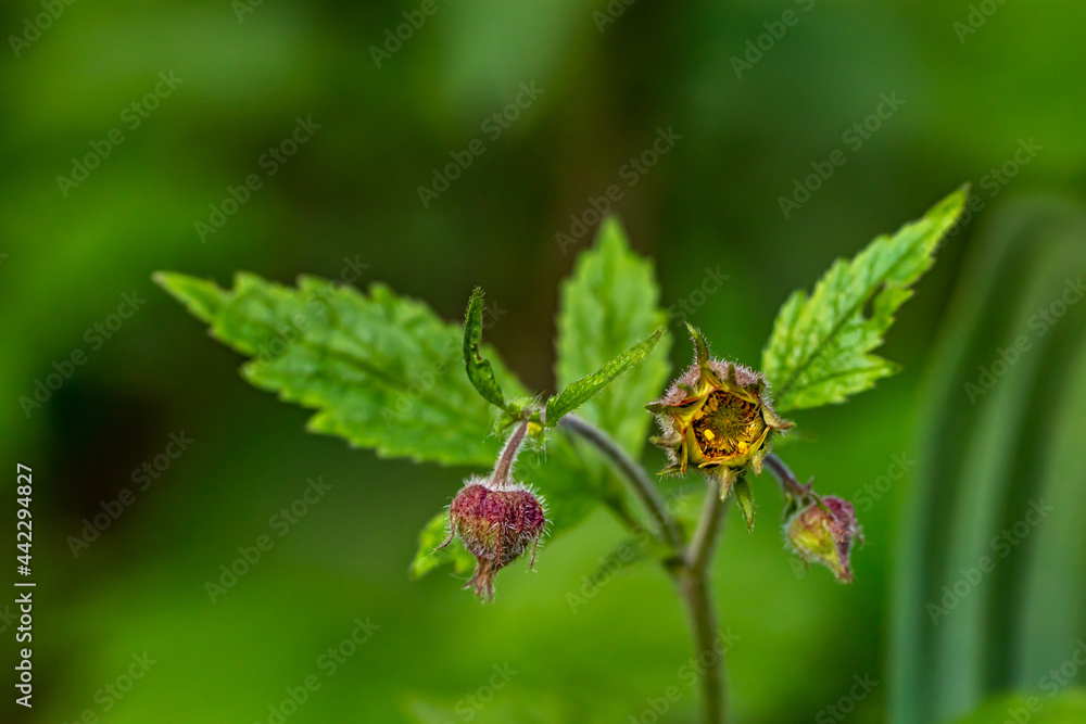 Geum rivale flower growing in forest	