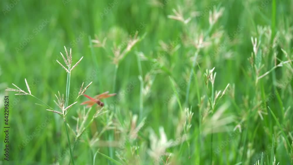 The red dragonfly sits on the grass in the morning sun. The red dragonfly sits on the grass in the morning sun.