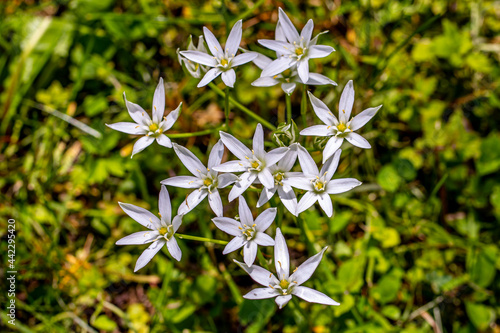 Ornithogalum flower growing in the garden	
 photo