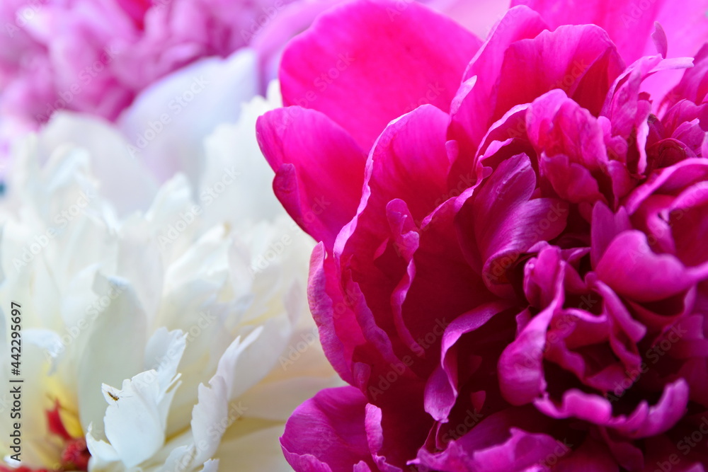 Obraz premium Flower wallpaper. Red peony bud petals macro on blurred background pink and white peony. Selective focus