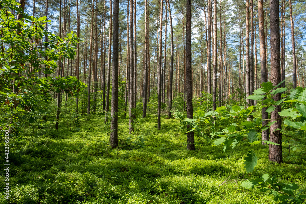 Fototapeta premium Forrest in Serrahn, Germany