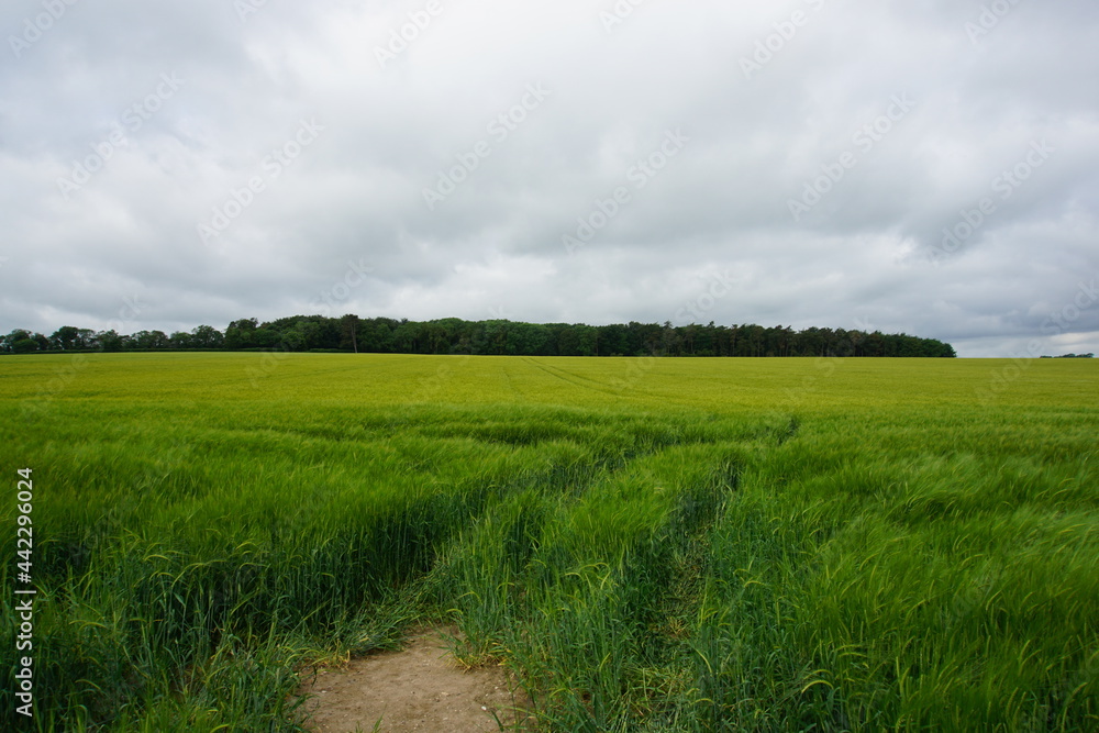 Obraz premium Rye fields, June 2021, photographed in Suffolk, near Newmarket