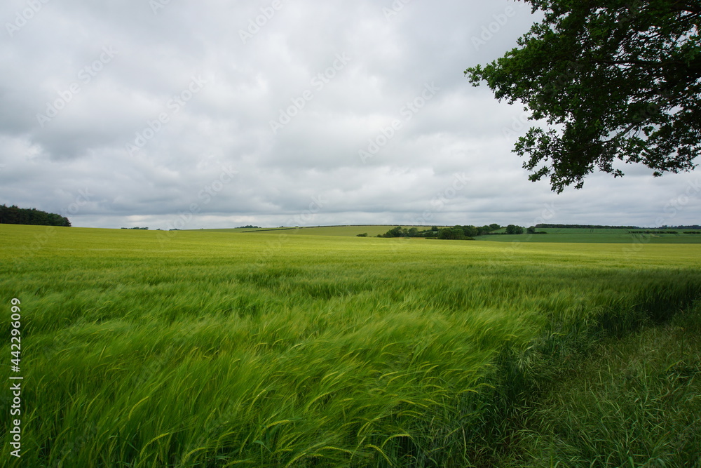 Obraz premium Rye fields, June 2021, photographed in Suffolk, near Newmarket