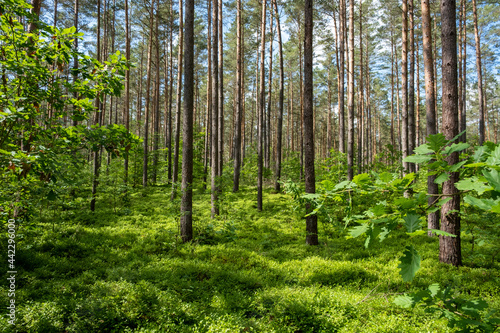 Forrest in Serrahn, Germany