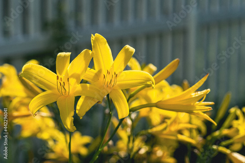 yellow lilies by a picket fence