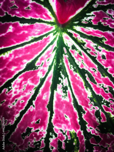 Pink valentine Aglaonema plant has green-pink-red-yellow striped, green border and water drops. Chinese Evergreens (Aglaonema) are beautiful colorful leaves. In ornamental houseplant garden, Thailand