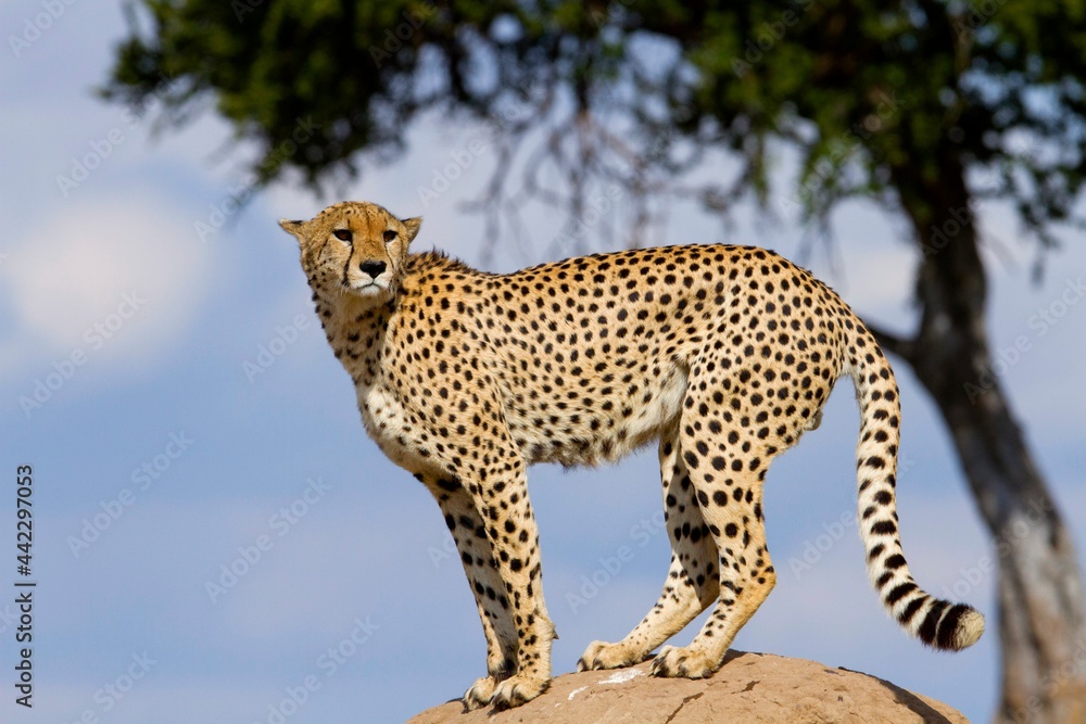 Obraz premium cheetah over termite house observing the plain