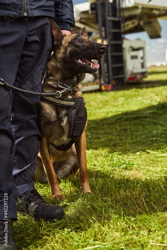 Security police dog on duty with officer at airfield