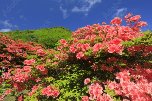 Wallpaper Mural 函館市　恵山つつじ公園のエゾヤマツツジ Torontodigital.ca